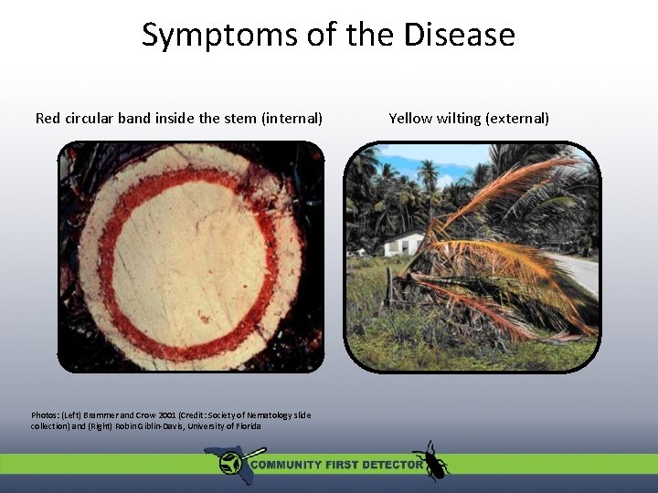 Symptoms of the Disease Red circular band inside the stem (internal) Photos: (Left) Brammer