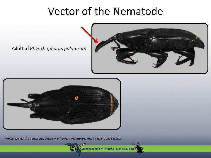 Vector of the Nematode Adult of Rhynchophorus palmarum Photos: Jennifer C. Giron Duque, University