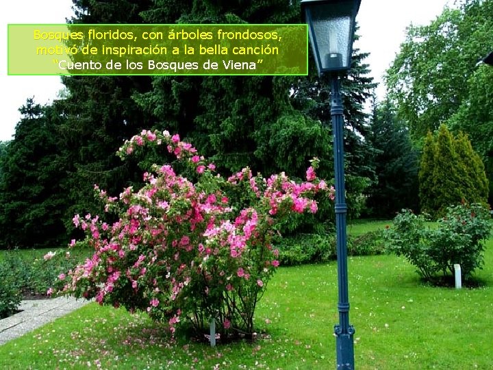 Bosques floridos, con árboles frondosos, motivó de inspiración a la bella canción “Cuento de