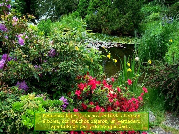 Pequeños lagos y riachos, entre las flores y árboles, con muchos pájaros, un verdadero