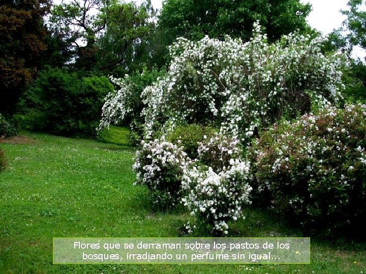 Flores que se derraman sobre los pastos de los bosques, irradiando un perfume sin