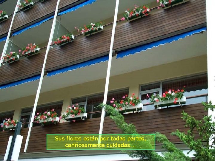 Sus flores están por todas partes, cariñosamente cuidadas. . . 