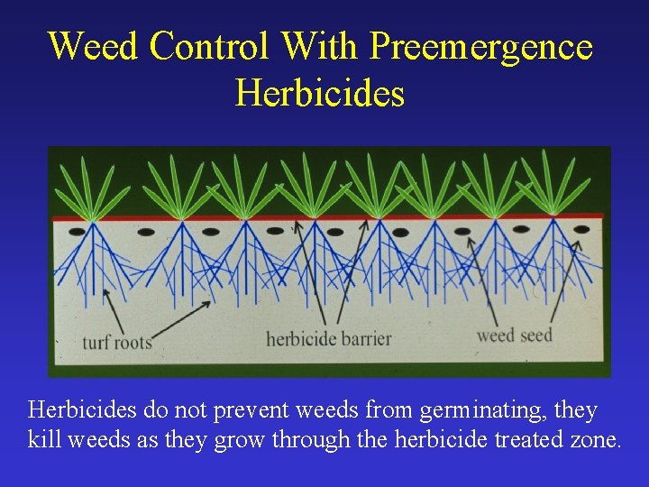 Weed Control With Preemergence Herbicides do not prevent weeds from germinating, they kill weeds