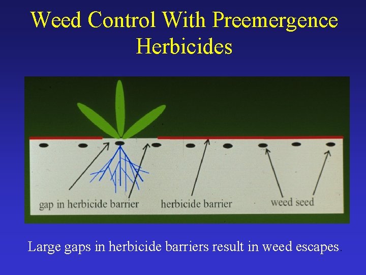 Weed Control With Preemergence Herbicides Large gaps in herbicide barriers result in weed escapes.