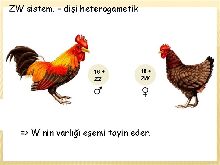 ZW sistem. – dişi heterogametik 16 + ZZ 16 + ZW => W nin
