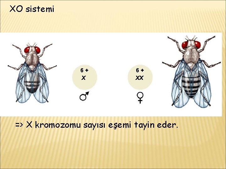 XO sistemi 6+ XX => X kromozomu sayısı eşemi tayin eder. 