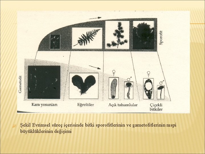  Şekil Evrimsel süreç içerisinde bitki sporofitlerinin ve gametofitlerinin nıspi büyüklüklerinin değişimi 