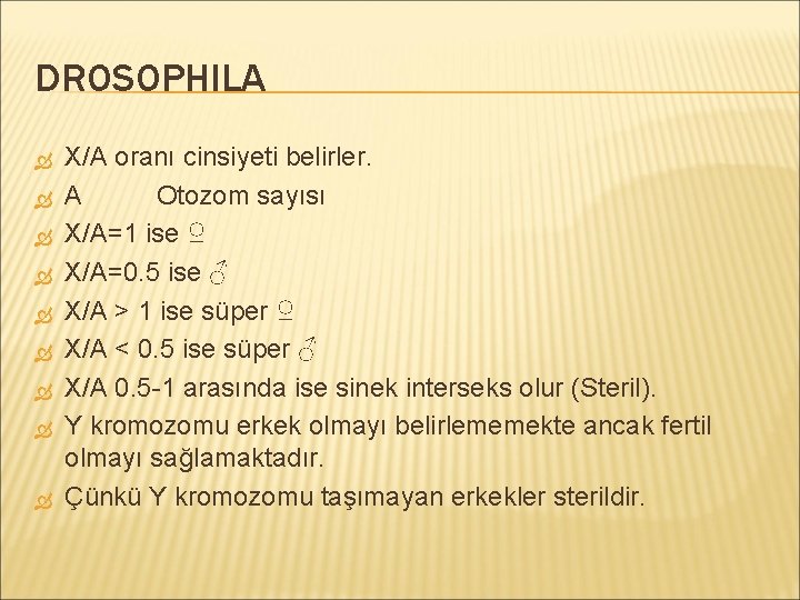 DROSOPHILA X/A oranı cinsiyeti belirler. A Otozom sayısı X/A=1 ise ♀ X/A=0. 5 ise