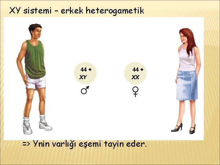 XY sistemi – erkek heterogametik 44 + XY 44 + XX => Ynin varlığı
