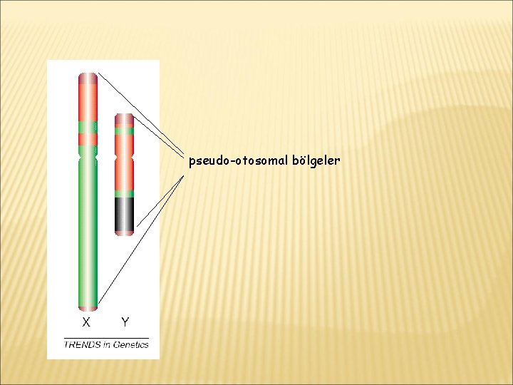 pseudo-otosomal bölgeler 