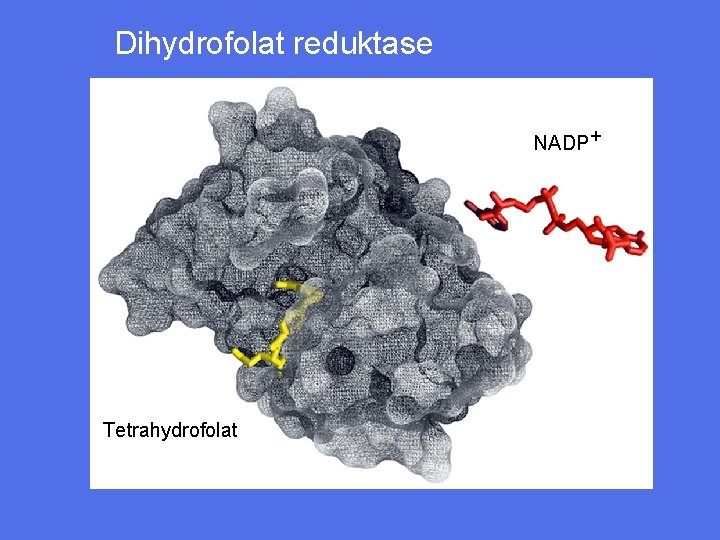 Dihydrofolat reduktase NADP+ Tetrahydrofolat 