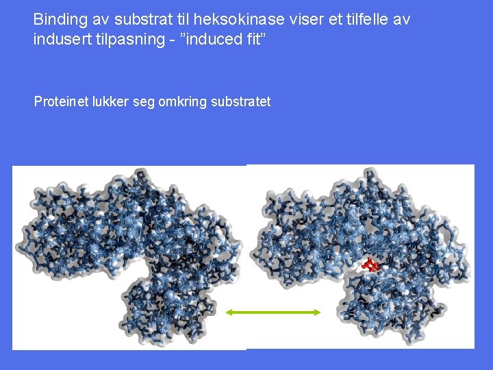 Binding av substrat til heksokinase viser et tilfelle av indusert tilpasning - ”induced fit”