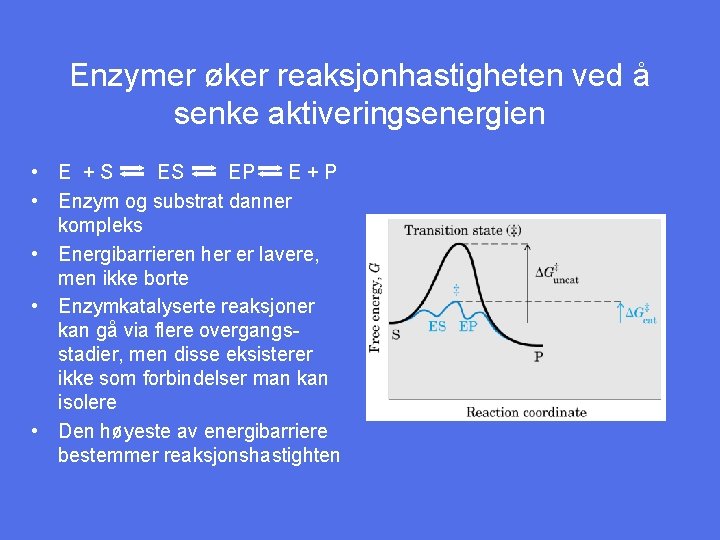 Enzymer øker reaksjonhastigheten ved å senke aktiveringsenergien • E +S ES EP E+P •