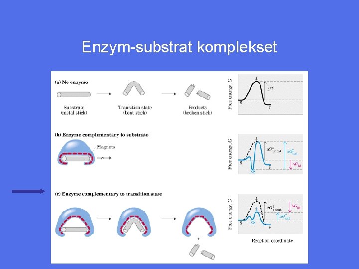 Enzym-substrat komplekset 