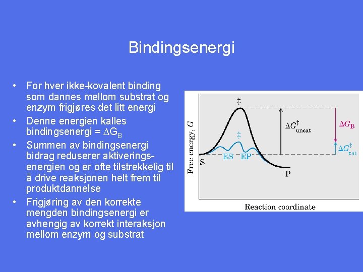 Bindingsenergi • For hver ikke-kovalent binding som dannes mellom substrat og enzym frigjøres det