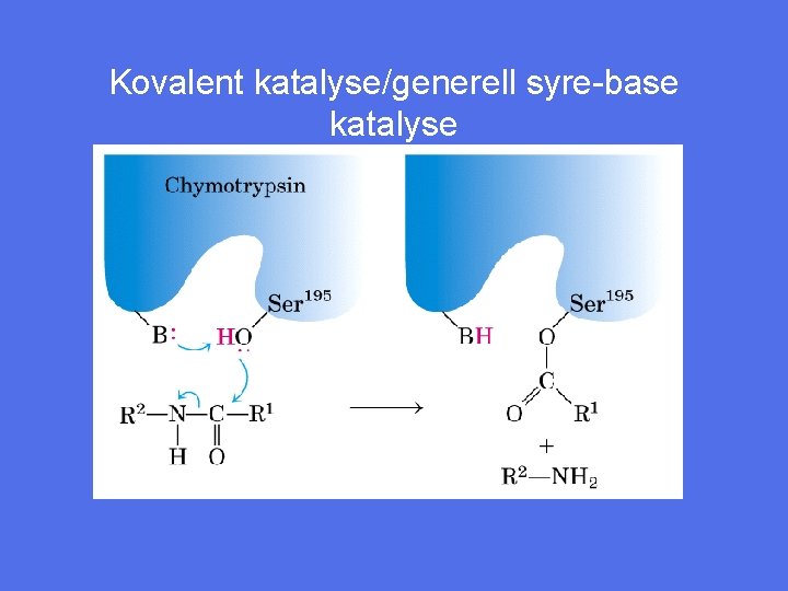 Kovalent katalyse/generell syre-base katalyse 