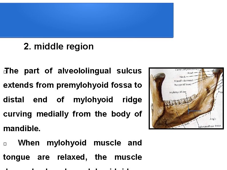 2. middle region The part of alveololingual sulcus � extends from premylohyoid fossa to