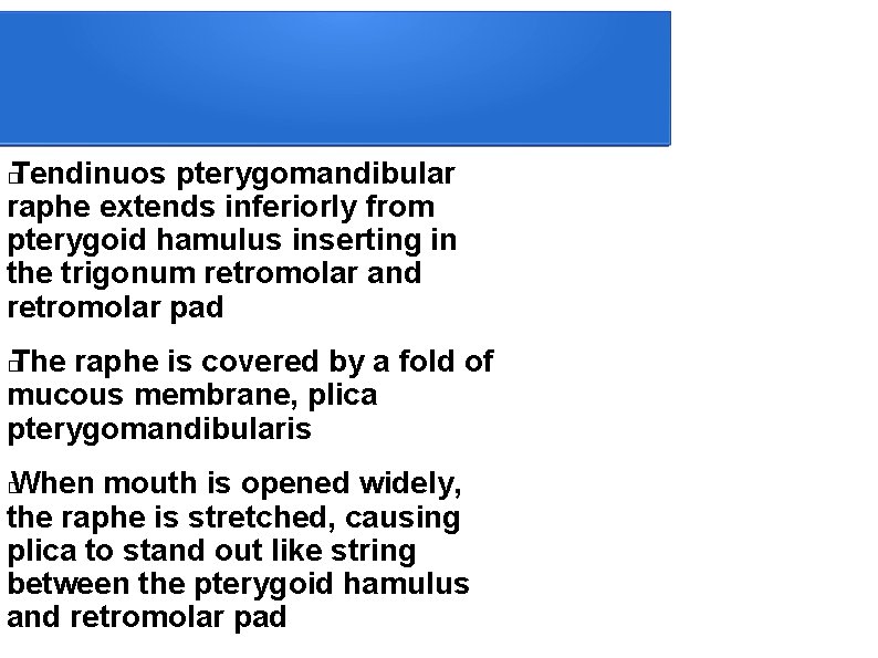 Tendinuos pterygomandibular raphe extends inferiorly from pterygoid hamulus inserting in the trigonum retromolar and