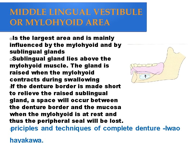 MIDDLE LINGUAL VESTIBULE OR MYLOHYOID AREA Is the largest area and is mainly influenced