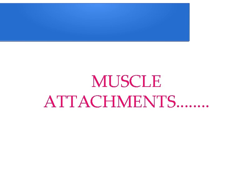 MUSCLE ATTACHMENTS. . . . 