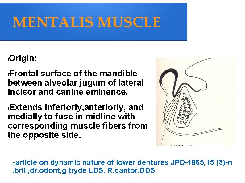 MENTALIS MUSCLE Origin: � Frontal surface of the mandible between alveolar jugum of lateral