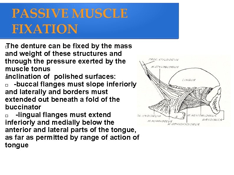 PASSIVE MUSCLE FIXATION The denture can be fixed by the mass and weight of