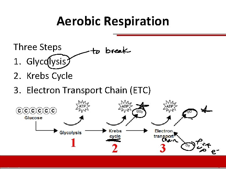 Aerobic Respiration Three Steps 1. Glycolysis 2. Krebs Cycle 3. Electron Transport Chain (ETC) Aerobic Respiration Three Steps 1. Glycolysis 2. Krebs Cycle 3. Electron Transport Chain (ETC)