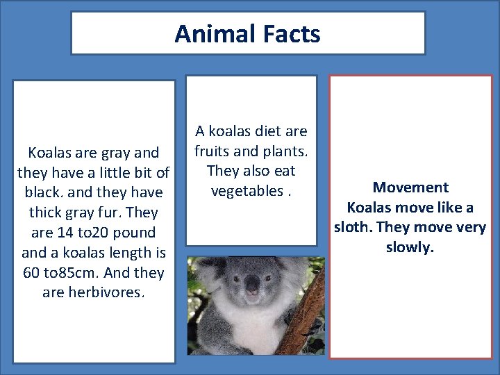 Animal Facts Koalas are gray and they have a little bit of black. and