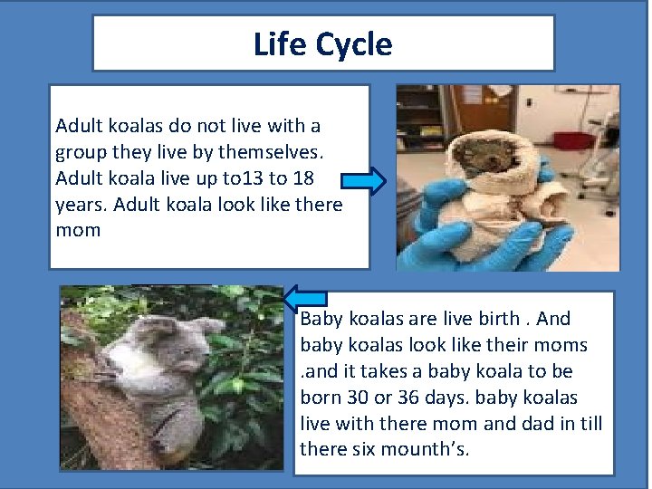 Life Cycle Adult koalas do not live with a group they live by themselves.