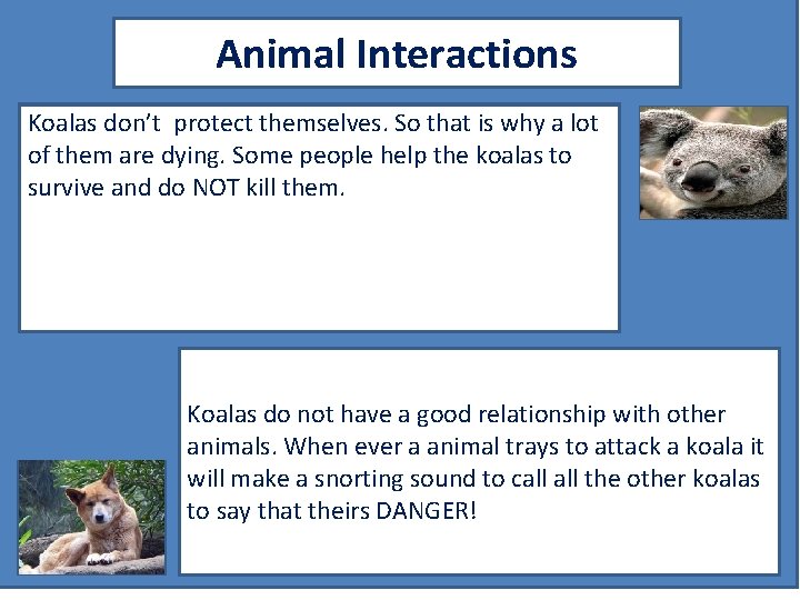 Animal Interactions Koalas don’t protect themselves. So that is why a lot of them
