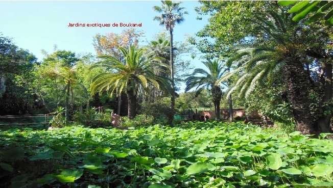 Jardins exotiques de Boukanel 