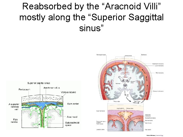 Reabsorbed by the “Aracnoid Villi” mostly along the “Superior Saggittal sinus” 