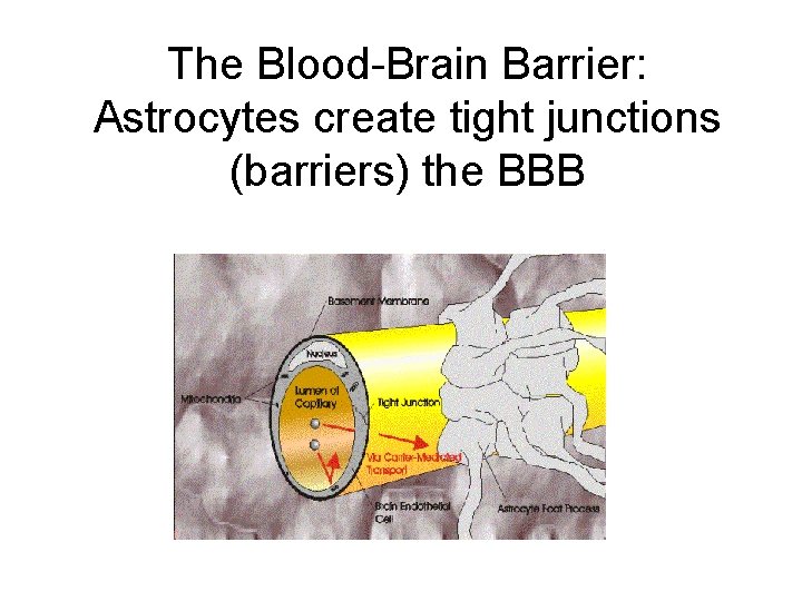 The Blood-Brain Barrier: Astrocytes create tight junctions (barriers) the BBB 