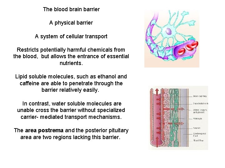 The blood brain barrier A physical barrier A system of cellular transport Restricts potentially