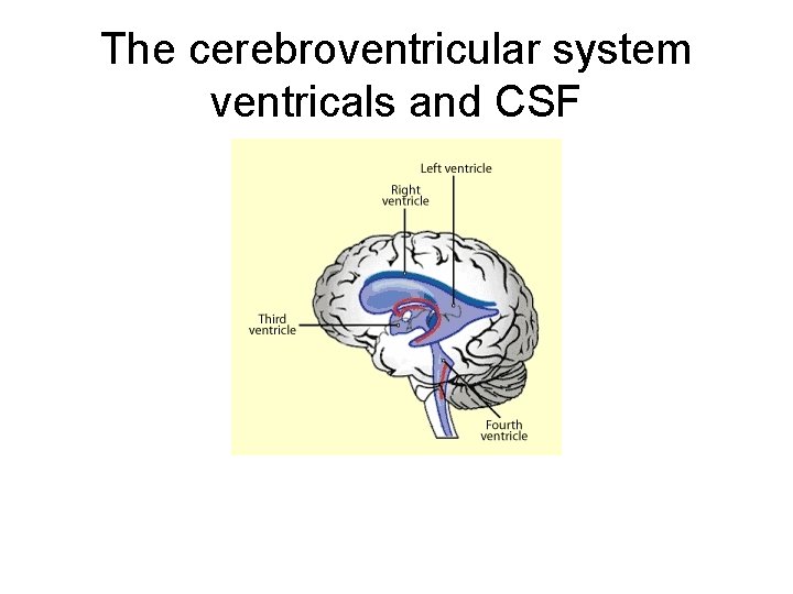 The cerebroventricular system ventricals and CSF 