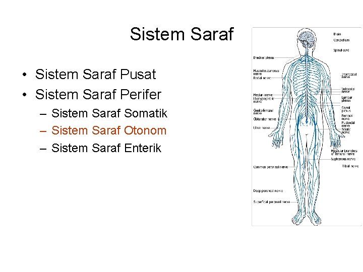 Sistem Saraf • Sistem Saraf Pusat • Sistem Saraf Perifer – Sistem Saraf Somatik