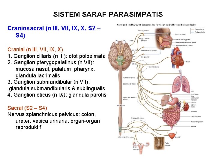 SISTEM SARAF PARASIMPATIS Craniosacral (n III, VII, IX, X, S 2 – S 4)