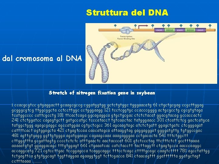 Struttura del DNA dal cromosoma al DNA Stretch of nitrogen fixation gene in soybean