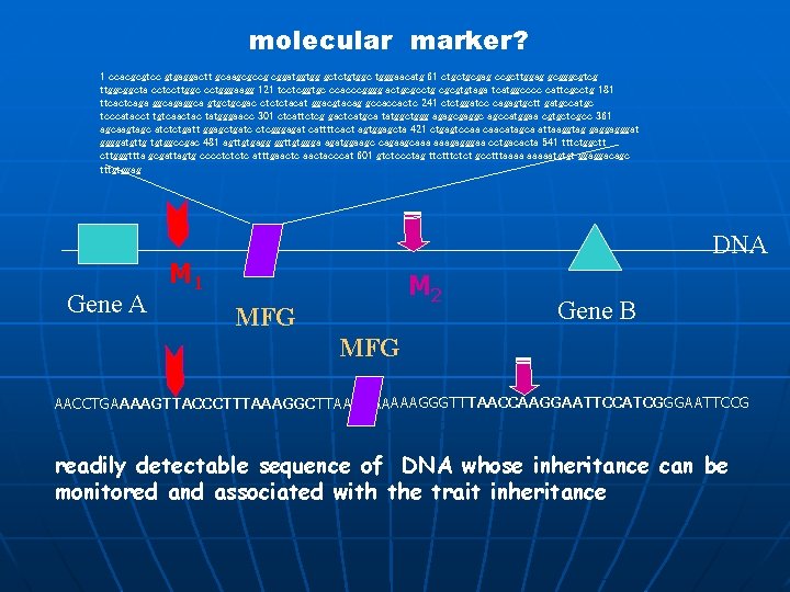 molecular marker? 1 ccacgcgtcc gtgaggactt gcaagcgccg cggatggtgg gctctgtggc tgggaacatg 61 ctgctgcgag ccgcttggag gcgggcgtcg ttggcggcta