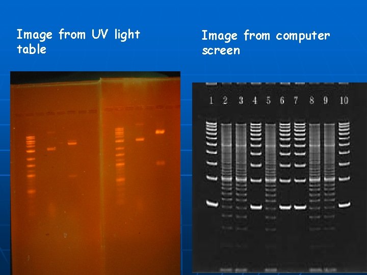 Image from UV light table Image from computer screen 