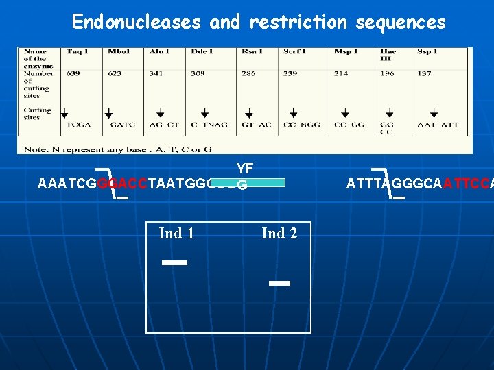 Endonucleases and restriction sequences YF AAATCGGGACCTAATGGGCC G Ind 1 ATTTAGGGCAATTCCA Ind 2 