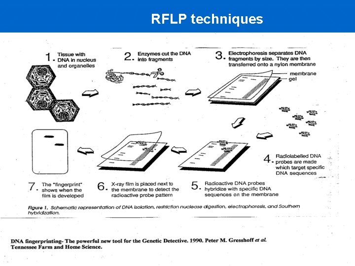 RFLP techniques 