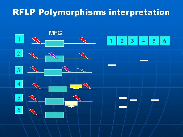 RFLP Polymorphisms interpretation 1 2 3 4 5 6 MFG 1 2 3 4
