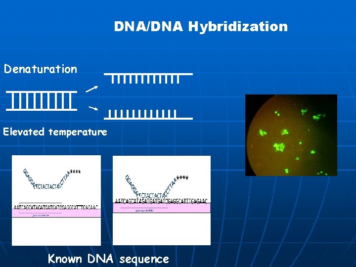 DNA/DNA Hybridization Denaturation Elevated temperature Known DNA sequence 