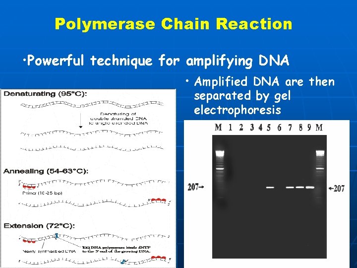 Polymerase Chain Reaction • Powerful technique for amplifying DNA • Amplified DNA are then