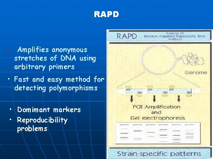 RAPD • Amplifies anonymous stretches of DNA using arbitrary primers • Fast and easy