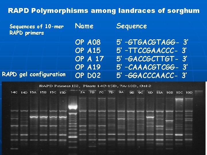 RAPD Polymorphisms among landraces of sorghum Sequences of 10 -mer RAPD primers RAPD gel