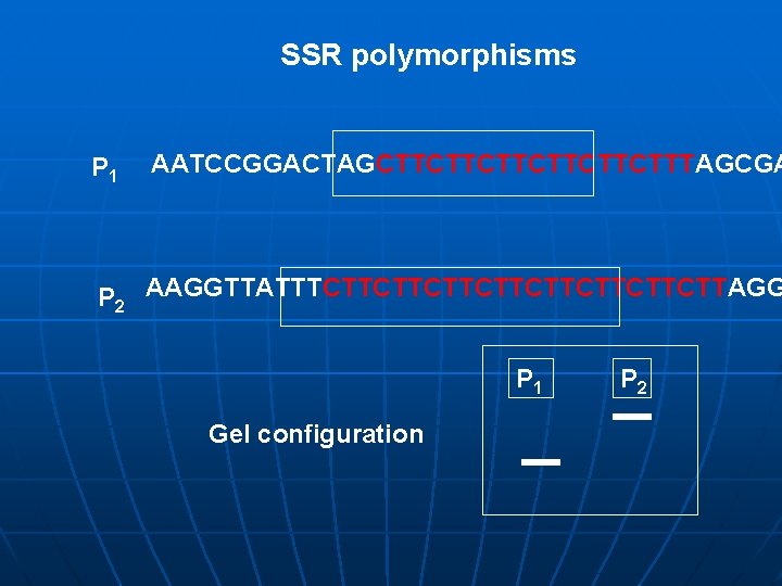 SSR polymorphisms P 1 AATCCGGACTAGCTTCTTCTTTAGCGA P 2 AAGGTTATTTCTTCTTCTTCTTAGG P 1 Gel configuration P 2