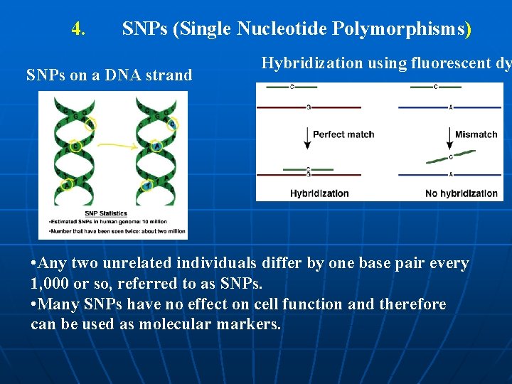 4. SNPs (Single Nucleotide Polymorphisms) SNPs on a DNA strand Hybridization using fluorescent dy