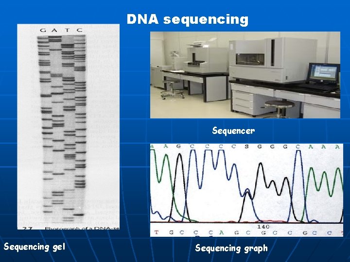 DNA sequencing Sequencer Sequencing gel Sequencing graph 